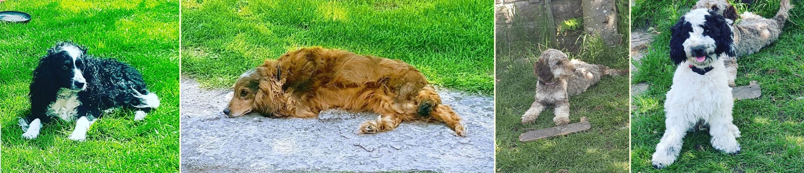 Cockerpoo